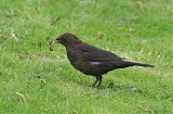 Eurasian Blackbirdborder=